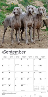 2026 BrownTrout Weimaraners 12" x 12" Monthly Wall Calendar (9798330706211)