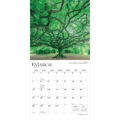 2027 BrownTrout The Majesty of Trees 12" x 12" Monthly Wall Calendar (9798330711574)