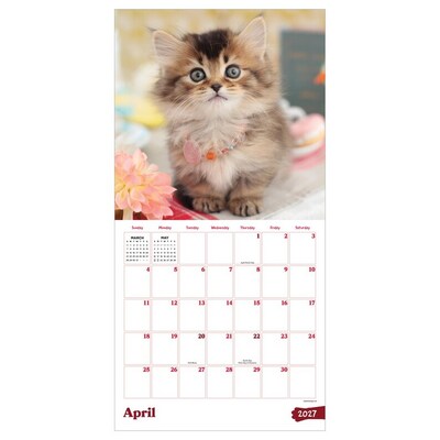 2027 TF Publishing Kittens 12 x 12 Monthly Wall Calendar (27-1013)