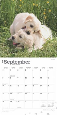 2025 BrownTrout Golden Retriever Puppies 12" x 12" Monthly Square Wall Calendar (9781975477066)