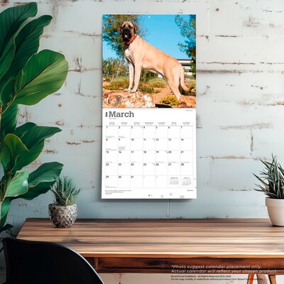 2026 BrownTrout Mastiffs 12" x 12" Monthly Wall Calendar (9798330704538)