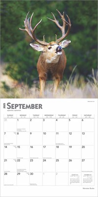 2025 BrownTrout Monster Bucks 12" x 24" Monthly Square Wall Calendar (9781975477448)