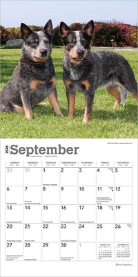 2026 BrownTrout Blue Heelers 7" x 7" Monthly Wall Calendar (9798330702510)
