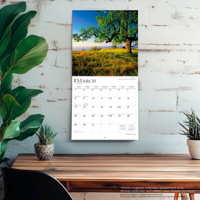 2026 BrownTrout The Majesty of Trees 12" x 12" Monthly Wall Calendar (9798330704491)