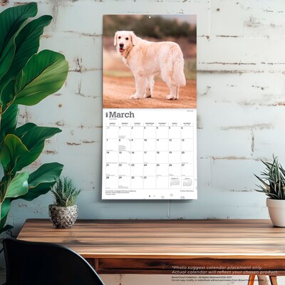 2027 BrownTrout Golden Retrievers 12" x 12" Monthly Wall Calendar (9798330712472)