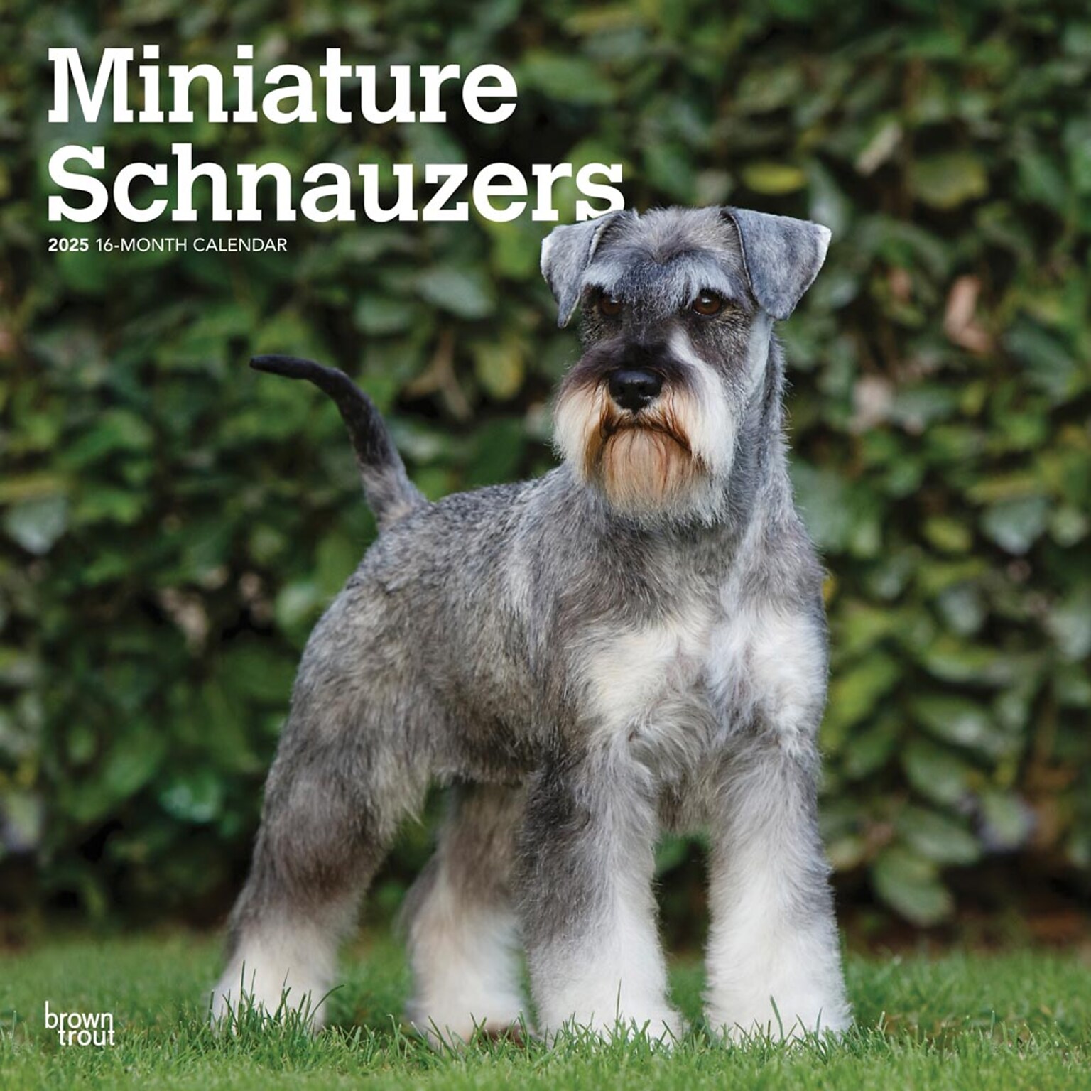 2025 BrownTrout ature Schnauzers 12 x 12 Monthly  Wall Calendar (9781975477684)