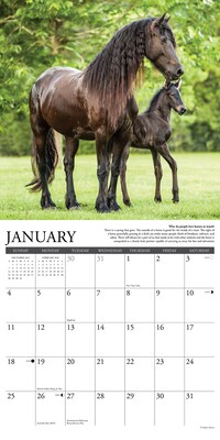2026 Willow Creek Why Horses Do That 12" x 12" Monthly Wall Calendar (53263)
