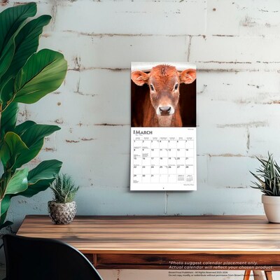 2026 BrownTrout Baby Moo Moos 7" x 7" Monthly Wall Calendar (9798330702275)