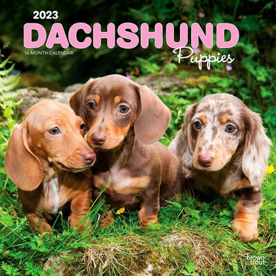 2023 BrownTrout Dachshund Puppies 12 x 12 Monthly Wall Calendar (9781975449186)