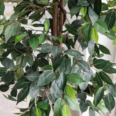Forever Leaf 60 Artificial Ficus Silk Tree in Wicker Basket (FEV-FIWI60)