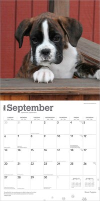 2026 BrownTrout Boxer Puppies 12" x 12" Monthly Wall Calendar (9798330702626)