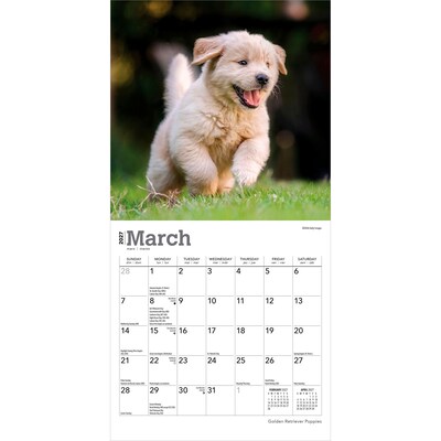 2027 BrownTrout Golden Retriever Puppies 7" x 7" Monthly Wall Calendar, Assorted Colors (9798330710010)