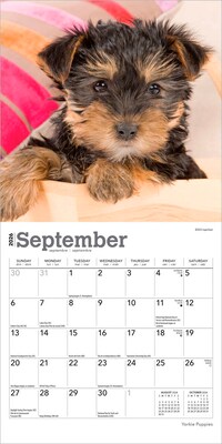 2026 BrownTrout Yorkshire Terrier Puppies 7" x 7" Monthly Wall Calendar (9798330706433)