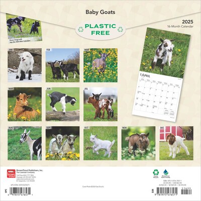 2025 BrownTrout Baby Goats 12 x 12 Monthly Wall Calendar (9781975476571)