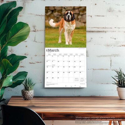 2026 BrownTrout Saint Bernards 12" x 12" Monthly Wall Calendar (9798330705405)