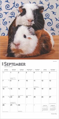 2025 BrownTrout Guinea Pigs 12" x 12" Monthly Wall Calendar (9781975477134)