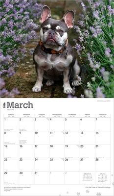2026 BrownTrout For the Love of French Bulldogs 14" x 12" Monthly Wall Calendar (9798330707201)