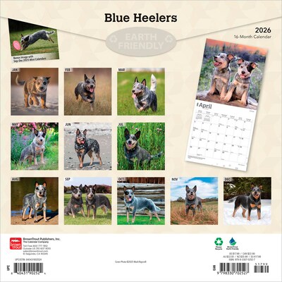 2026 BrownTrout Blue Heelers 12 x 12 Monthly Wall Calendar (9798330702527)