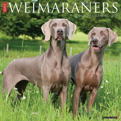 2025 Willow Creek Just Weimaraners 12 x 12 Monthly Wall Calendar (45312)
