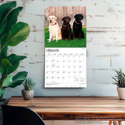 2027 BrownTrout Labrador Retrievers 12" x 12" Monthly Wall Calendar (9798330712540)