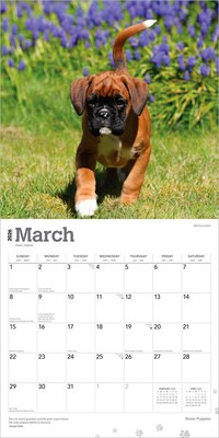 2026 BrownTrout Boxer Puppies 12" x 12" Monthly Wall Calendar (9798330702626)