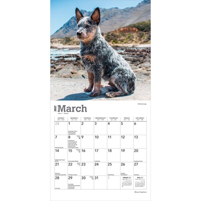 2027 BrownTrout Blue Heelers 7" x 7" Monthly Wall Calendar, Assorted Colors (9798330709908)