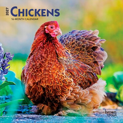 2027 BrownTrout Chickens 7 x 7 Monthly Wall Calendar, Assorted Colors (9798330709786)