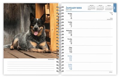 2025 BrownTrout Blue Heelers 6" x 7.75" Weekly Engagement Planner, Paper Cover, Multicolored (9781975483142)