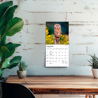 2027 BrownTrout Owls 7" x 7" Monthly Wall Calendar (9798330709847)