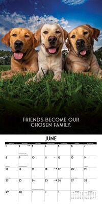 2025 Willow Creek Dog's Life 12" x 12" Monthly Wall Calendar (42731)