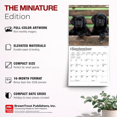 2027 BrownTrout Black Labrador Retriever Puppies 7" x 7" Monthly Wall Calendar (9798330714315)