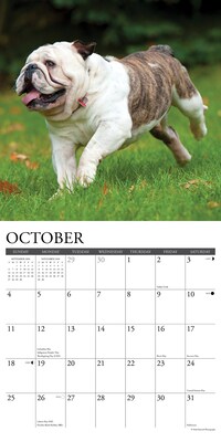 2026 Willow Creek Bulldogs 12" x 12" Monthly Wall Calendar (50439)