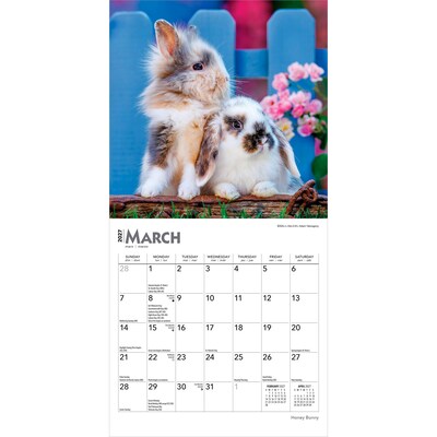 2027 BrownTrout Honey Bunny 7" x 7" Monthly Wall Calendar (9798330709809)