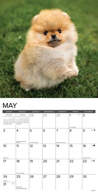 2026 Willow Creek Pomeranian Puppies 12" x 12" Monthly Wall Calendar (52419)