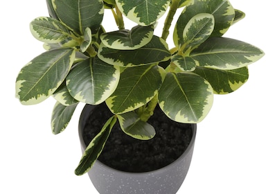 Monarch Specialties Inc. 14" Artificial Ficus Elastica Plant in Pot, 2/Set (I 9558)
