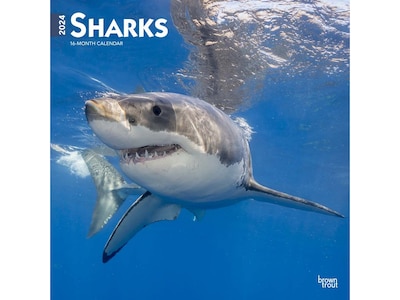 2024 BrownTrout Sharks 12 x 12 Monthly Wall Calendar (9781975464967)