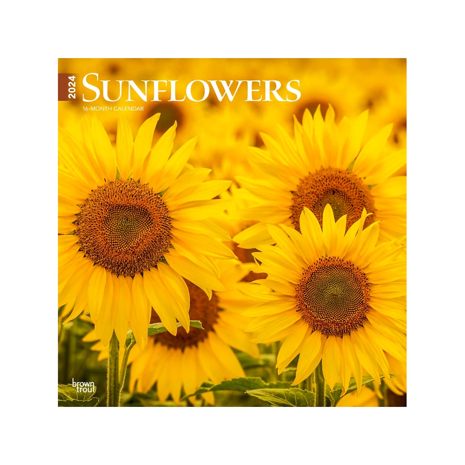2024 BrownTrout Sunflowers 12 x 12 Monthly Wall Calendar (9781975465223)