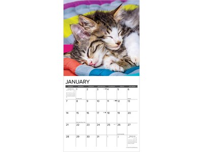 2024 Willow Creek Just Kittens 12" x 12" Monthly Wall Calendar (34170)