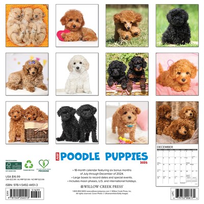 2025 Willow Creek Just Poodle Puppies 12" x 12" Monthly Wall Calendar (44513)