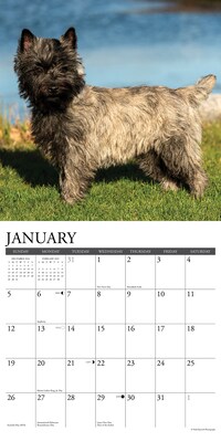 2025 Willow Creek Just Cairn Terriers 12" x 12" Monthly Wall Calendar (42083)