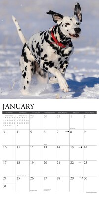 2027 Willow Creek Dalmatians  12" x 12" Monthly Wall Calendar (59975)