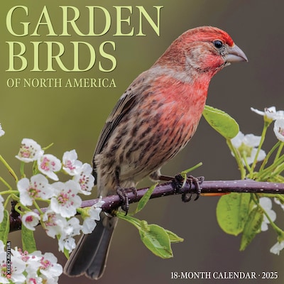 2025 Willow Creek Garden Birds of North America 12 x 12 Monthly Wall Calendar (42984)