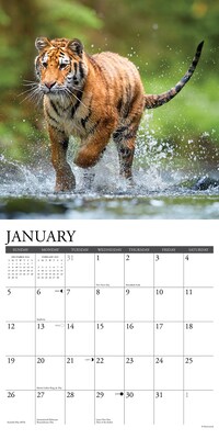 2025 Willow Creek Tigers 12" x 12" Yearly Wall Calendar (45114)