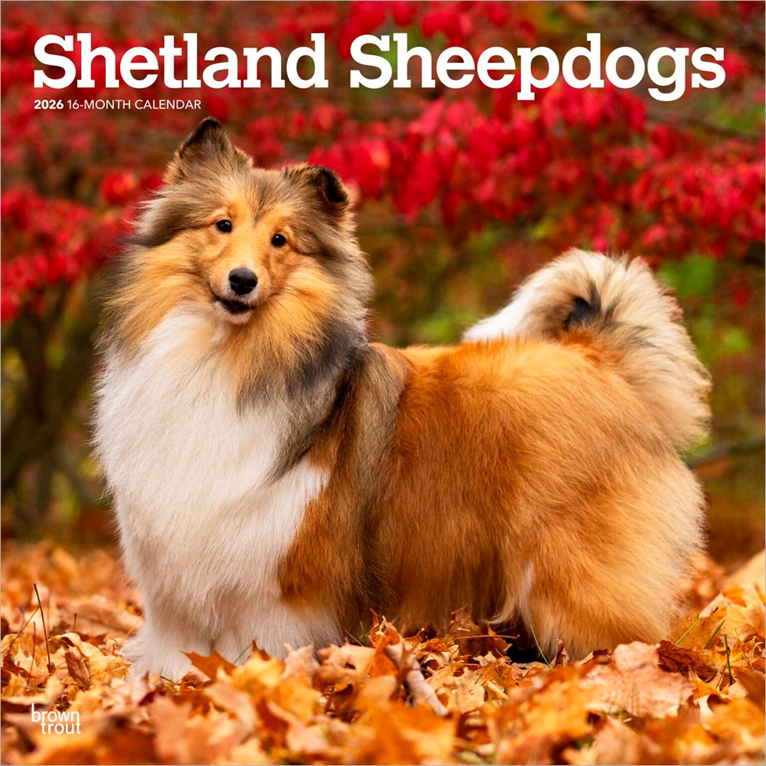 2026 BrownTrout Shetland Sheepdogs 12 x 12 Monthly Wall Calendar (9798330705511)