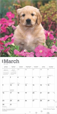 2025 BrownTrout Golden Retriever Puppies 12" x 12" Monthly Square Wall Calendar (9781975477066)
