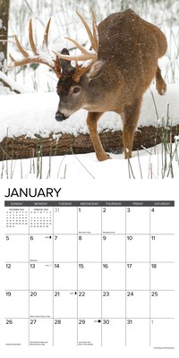 2025 Willow Creek Monster Bucks 12" x 12" Monthly Wall Calendar (44018)