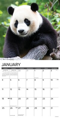 2026 Willow Creek Pandas 12" x 12" Monthly Wall Calendar (56042)