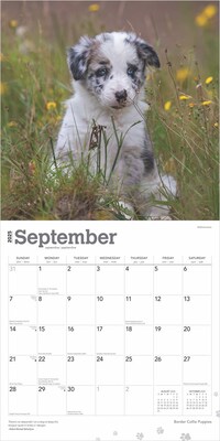 2025 BrownTrout Border Collie Puppies 12" x 12" Monthly Wall Calendar (9781975476670)