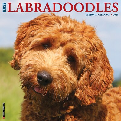 2025 Willow Creek Just Labradoodles 12 x 12 Monthly Wall Calendar (43660)