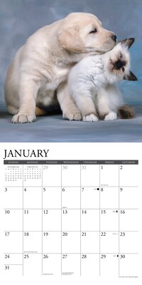 2027 Willow Creek Kittens & Puppies 12" x 12" Monthly Wall Calendar, Assorted Colors (60940)